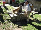 03 ...anche gli amici a quattro zampe